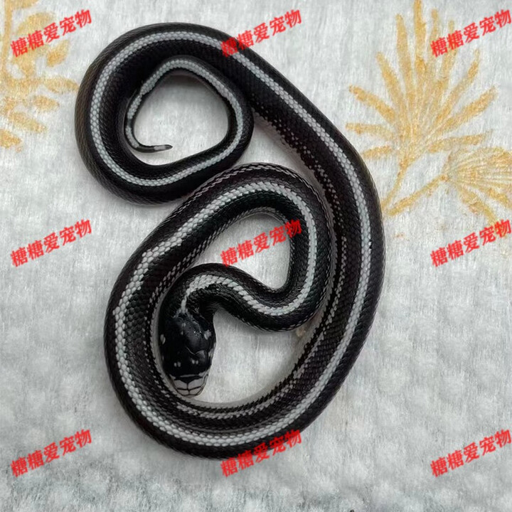 【真足蛇长什么样/真蛇是啥】-第1张图片