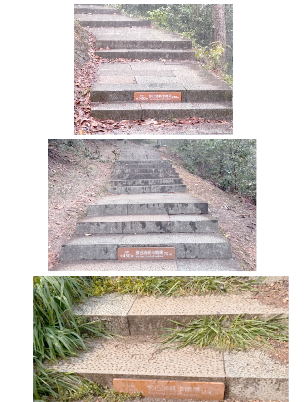 “蜀南竹海一日游攻略” 蜀南竹海一日游最佳路线？-第2张图片